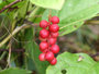 Schizandra Plus_5
